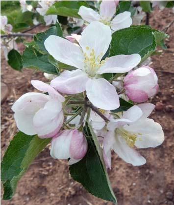 Blossom blight management Alternatives: Blossom Protect (yeast) and copper options 2017 Fire blight trial results K. Peter Bloom sprays: 20% -- 50% -- 100% (Amt/A) % Control Russet?