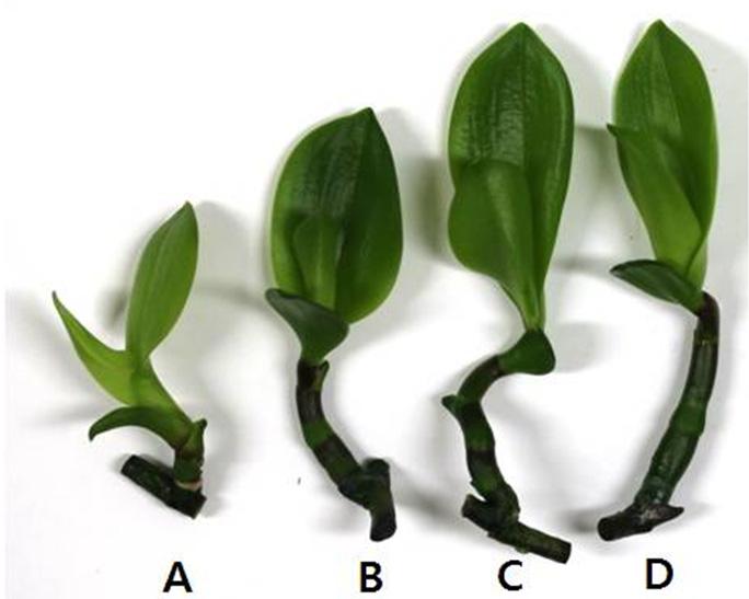 440 J Plant Biotechnol (2016) 43:438 443 Table 1 Effects of different basal media on shoot regeneration from flower stalk of Phaleonopsis hybrid Little gem Flower stalk Media Apical part Regeneration