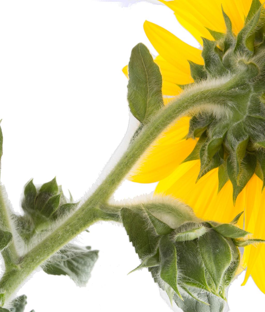 finish culture guide Tall indeterminate sunflower bred for branching, multiple flowers and large garden habit. Best grown in large premium containers and spaced during production. Container size: 2.