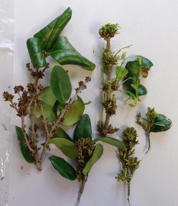 plants Symptoms Shortened internodes Bud