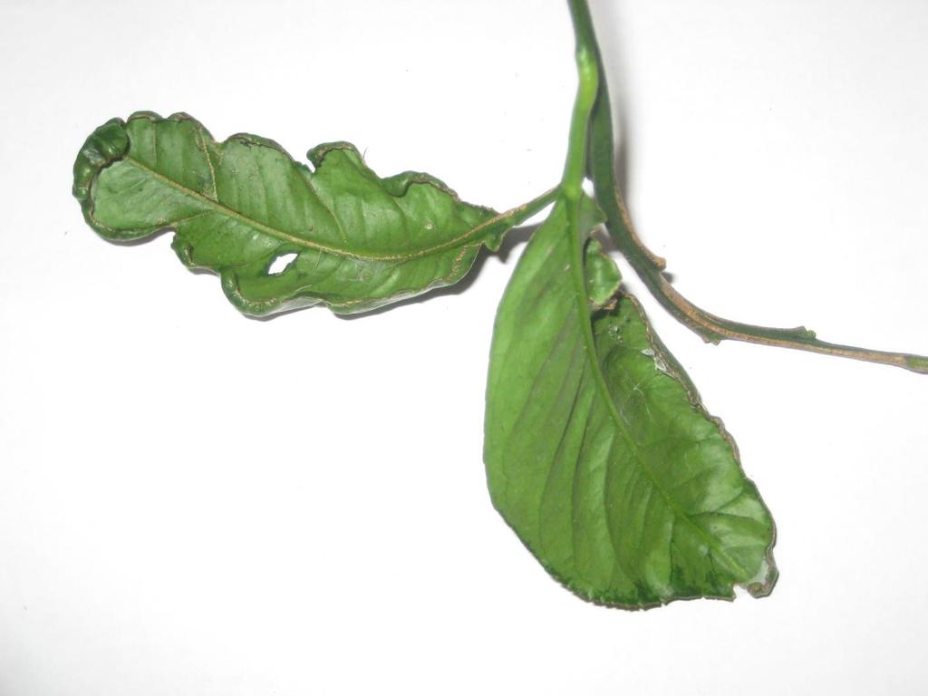 plants Symptoms Shortened internodes