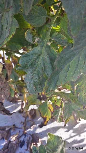 Veg diseases: tomatoes Bacterial leaf/fruit spot Warm, wet weather +/-