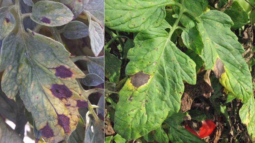 Veg diseases: tomatoes Early blight (Alternaria fungus) Warm, wet weather Looks like other fungal spots, dark brown, fuzzy Leaf blight, defoliation; fruit spots/rot