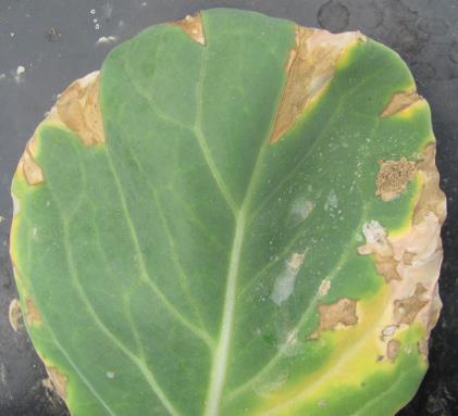 Veg diseases: cole crops Xanthomonas leaf spot/black rot