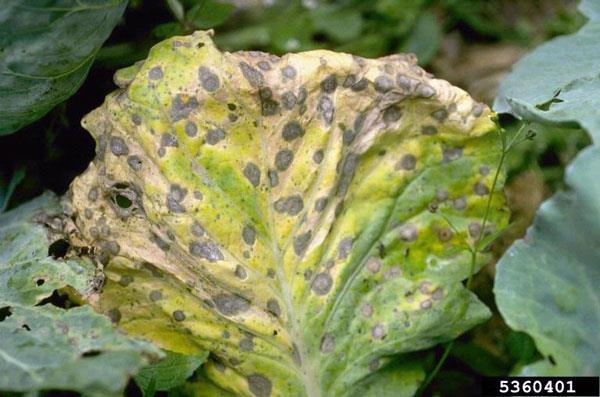 Veg diseases: cole crops Alternaria leaf spot Wet weather (range of temps: 60-90) Gray,