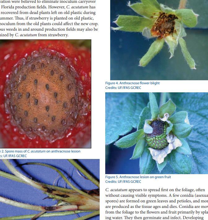from the field, plant any UF newer cultivars except Strawberry Festival, use protectant