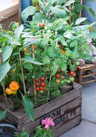 Beginner plants for your vegetable garden Here are some of our favourite picks for a new vegetable grower, they re low maintenance, fairly quick producers, and generally easier to protect from pests;