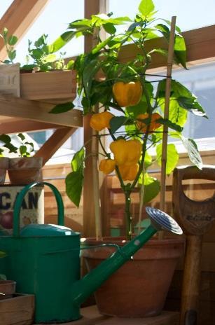 You can offer stakes for support or allow them to spread out, whichever suites your space best Tomatoes can be prone to fungal diseases in humid weather, go for smaller varieties like cherry or pear