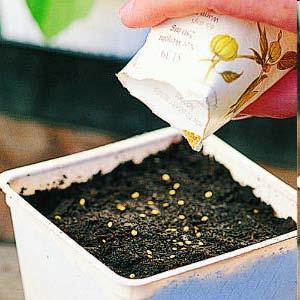 Sowing Seeds Step-by Step: 4.