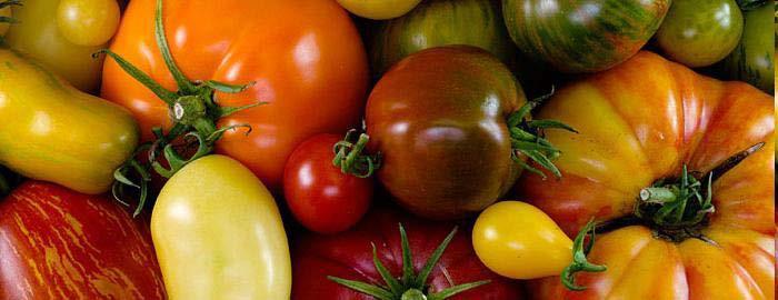 Jersey Fresh Tomatoes Ramapo (heirloom) Rutgers (hybrid) Moreton (hybrid) Cherokee