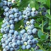 blueberry bush Spartan, Jersey, Clara s Blue