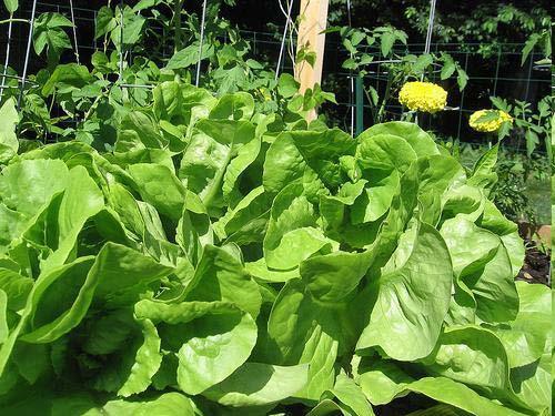lettuce Summer Bibb green, red oakleaf Parris