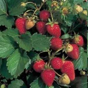 strawberries Jerseybelle Raritan