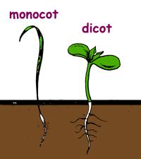 Most seed germinate in 4-7 days Cotyledons = seed leaves, stored food True Leaves = emerge after the cotyledons Monocots = grasses, lilies, corn,