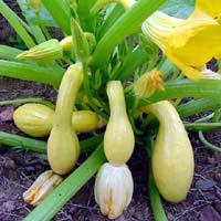 Okra Seed Direct or in Pots: Cucumber Squash