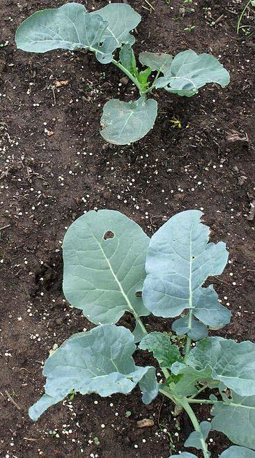 Broccoli, Cauliflower, Cabbage, Bok Choi, Chinese Cabbage, Collards, Kale, Kohlrabi Slower growing - start seed August Large plants, space individual plants 18 to 2 apart Sow