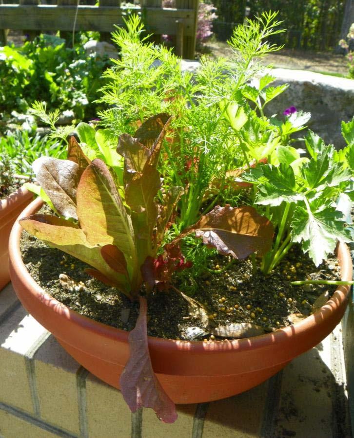 Many vegetables grow well in containers! Larger plants need larger/deeper containers!