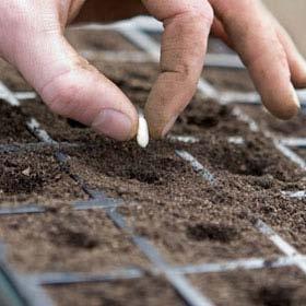 ), make rows, or plant individually Planting depth depends on seed size 2x
