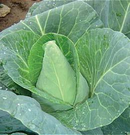Cabbage Early Jersey Wakefield Faster maturing but
