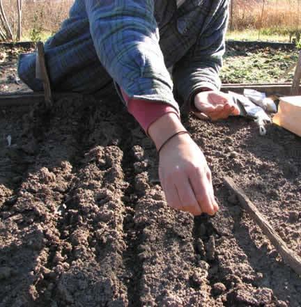Sow Direct Seeds planted directly in garden Most vegetables can be grown this way but riskier