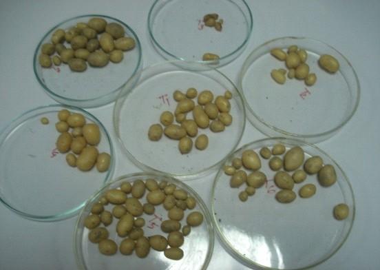 17 observed on 10% sucrose where as the lowest number was 1.33 at 6% sucrose. In case of average diameter of tuber plant -1, it was observed that 10% sucrose showed best result.