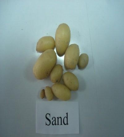 Lowest weight of tuber plant -1 was recorded on the substrates containing ; although soil, sand,, 50% soil + 50% sand, 25% soil+ 75%, 50% soil + 50% coconut dust and 75% soil + 25% were found