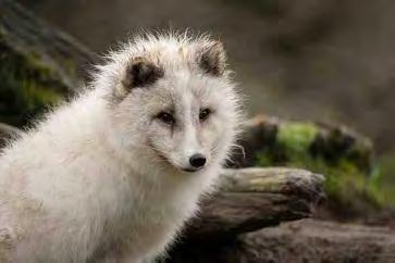 (b) Arctic foxes live in a very cold environment. Purestock/Thinkstock Arctic foxes have small ears.