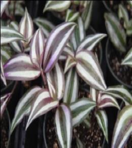 Tradescantia zebrina Silver Inch Plant Part sun or bright to high water Vigorous vining growth, pinch