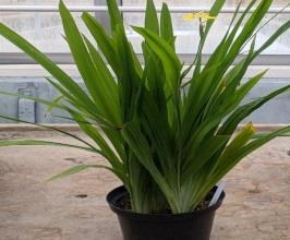 Vanilla planifolia vanilla orchid Bright, indirect Prefers warm temperature and high humidity.