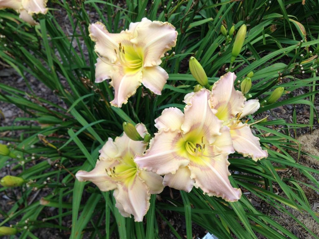 Page 4 Daylilies are not only fun to grow, but are also easy to hybridize and create new varieties.