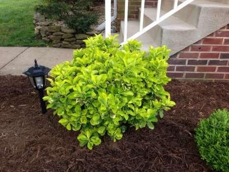 Figure 16 - Canadale Gold Euonymus 4 - Spirea Among the easiest flowering shrubs to grow, spireas are often used in foundation plantings, as hedges, and in perennial gardens.