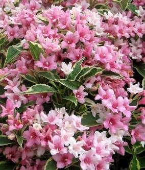 5 - Weigela Weigela is an excellent spring-blooming shrub that can add flair and color to your spring garden. Pruning weigelas helps keep them looking healthy and beautiful.