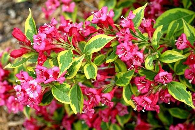 Width: 150cm Foliage: Variegated gold & green Flower: Pinkish Red