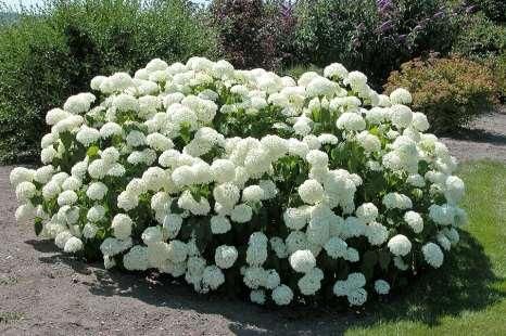 Now we expect at least two cycles of flowers and with twice as much show, the plant has found new places in the garden. Good for semi-shaded areas, this is an easy shrub to grow with minimal care.