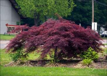 7 - Japanese Maple Japanese Maples have interesting foliage and colour. They also have great 'shape' which is so critical in design.
