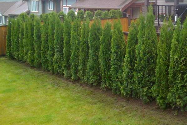 Figure 51 - Hedging Cedars 11 - Boxwood Cedar The common boxwood is a large shrub, or even tree,