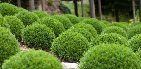 However, most people know it as a small shrub with dense foliage most commonly used in hedges.