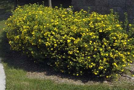 Gardeners in cold climates will find many uses for this hardy little shrub that thrives in climates as cold as USDA plant