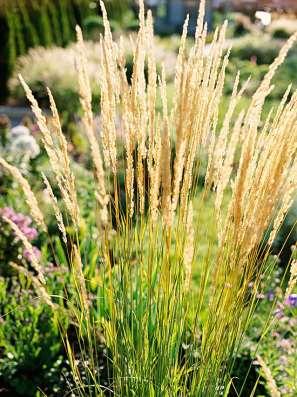 14 - Tall Grasses (Ornamental Grasses) Feather Reed Grass The most popular ornamental grass, feather reedgrass offers a distinct upright habit that looks fantastic all winter long.