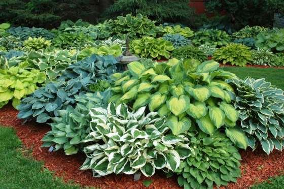 1 - Hosta The longevity of perennials is the main reason why people choose to plant them in their gardens.