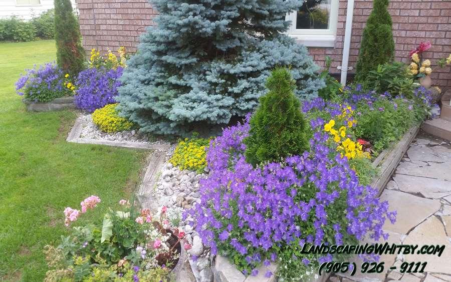 Vines Ground Covers & Perennials Astilbe Echinacea Daylily Coral Bells Rose Mallow /