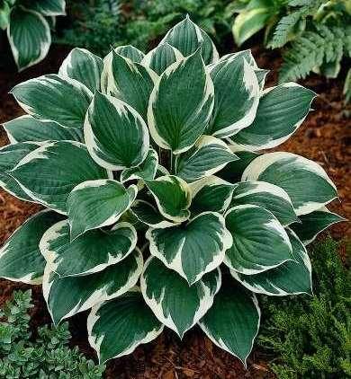 Hosta - Varieties Available Minuteman Hosta Hosta Minuteman Full sun to full shade Height: 60cm, Width: 55cm Foliage: Glossy green leaves with a sharp white margin Uses: Retains its colour in partial