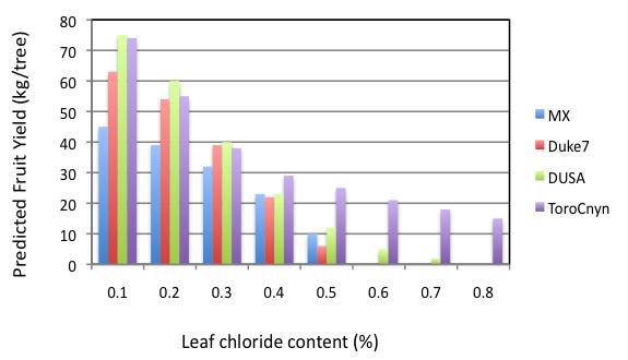 Fertilization and Irrigation ANN predicted fruit yields as affected by leaf chloride content for Hass avocado grafted on to different rootstocks under average nutrient conditions.
