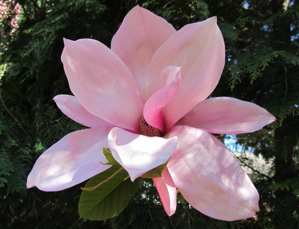 Magnolia 'Blushing Belle' We are proud to offer this Magnolia as a 1 year bud, heavy field transplant. Ready for a #5 or #7 pot. This cultivar shows flower buds in the first year. Wow!