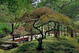 The program will consist of viewing and discussing various members' bonsai backyards as well as historically significant gardens from Japan.
