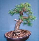 How many years interested in bonsai: I grew up in a family of green thumbs and as far as I can remember I've always known of and admired the bonsai style.