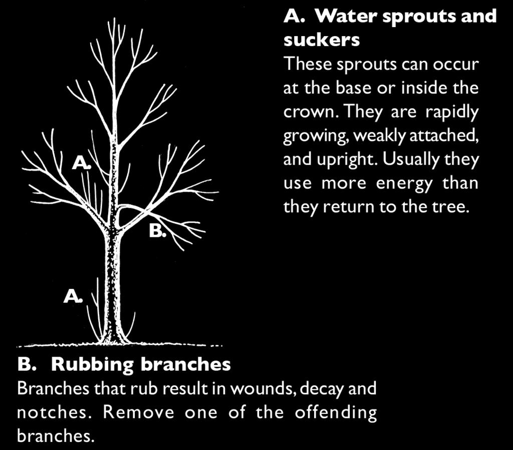 Pruning older trees (longer than 3 years on the site) A. Form and Health of the Tree: Trees growing in native habitat develop natural forms even though they were never pruned.