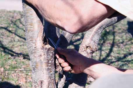 Ideally, you should prune a bit every year. That way, you can keep on top of the job, says Osborne. You can cut one third of the branches each year.