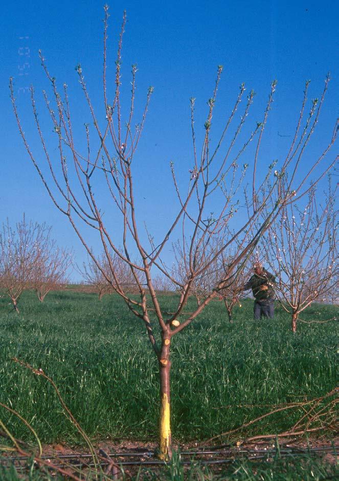 Training: first dormant pruning is most critical Space scaffolds vertically at least 3 inches if possible Requires topping newly