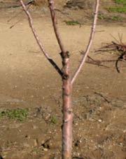 First dormant pruning